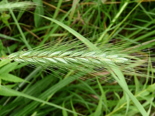 {Elymus glabriflorus var. australis}